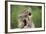 Porcupine-DLILLC-Framed Photographic Print