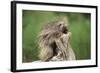 Porcupine-DLILLC-Framed Photographic Print