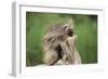 Porcupine-DLILLC-Framed Photographic Print