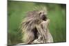 Porcupine-DLILLC-Mounted Photographic Print