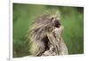 Porcupine-DLILLC-Framed Photographic Print