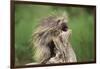 Porcupine-DLILLC-Framed Photographic Print