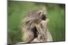 Porcupine-DLILLC-Mounted Photographic Print