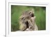 Porcupine-DLILLC-Framed Photographic Print