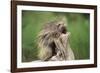 Porcupine-DLILLC-Framed Photographic Print