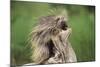 Porcupine-DLILLC-Mounted Photographic Print