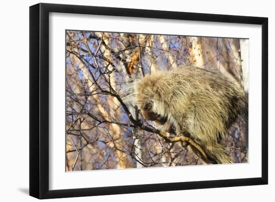 Porcupine-null-Framed Photographic Print