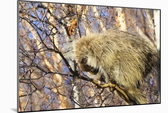 Porcupine-null-Mounted Photographic Print