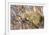 Porcupine-null-Framed Photographic Print