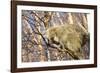 Porcupine-null-Framed Photographic Print