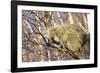 Porcupine-null-Framed Photographic Print