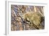 Porcupine-null-Framed Photographic Print