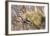 Porcupine-null-Framed Photographic Print