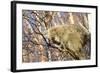 Porcupine-null-Framed Photographic Print