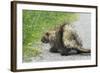 Porcupine-null-Framed Photographic Print