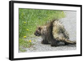 Porcupine-null-Framed Photographic Print