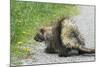 Porcupine-null-Mounted Photographic Print