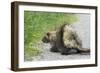 Porcupine-null-Framed Photographic Print