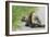 Porcupine-null-Framed Photographic Print