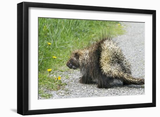 Porcupine-null-Framed Photographic Print