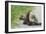 Porcupine-null-Framed Photographic Print