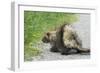 Porcupine-null-Framed Photographic Print