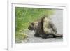 Porcupine-null-Framed Photographic Print