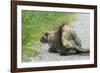 Porcupine-null-Framed Photographic Print