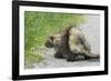 Porcupine-null-Framed Photographic Print