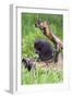 Porcupine-null-Framed Photographic Print