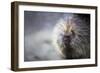 Porcupine-null-Framed Photographic Print