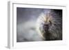 Porcupine-null-Framed Photographic Print