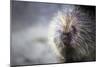 Porcupine-null-Mounted Photographic Print