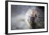 Porcupine-null-Framed Photographic Print