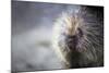 Porcupine-null-Mounted Photographic Print