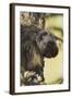 Porcupine-Ken Archer-Framed Photographic Print