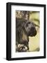 Porcupine-Ken Archer-Framed Photographic Print