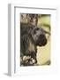 Porcupine-Ken Archer-Framed Photographic Print