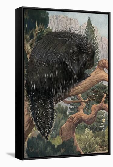 Porcupine-null-Framed Stretched Canvas