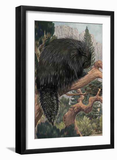 Porcupine-null-Framed Art Print