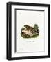 Porcupine-null-Framed Giclee Print