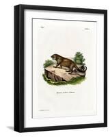 Porcupine-null-Framed Giclee Print