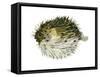 Porcupinefish (Diodon Holocanthus), Fishes-Encyclopaedia Britannica-Framed Stretched Canvas