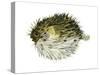 Porcupinefish (Diodon Holocanthus), Fishes-Encyclopaedia Britannica-Stretched Canvas