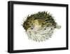 Porcupinefish (Diodon Holocanthus), Fishes-Encyclopaedia Britannica-Framed Poster