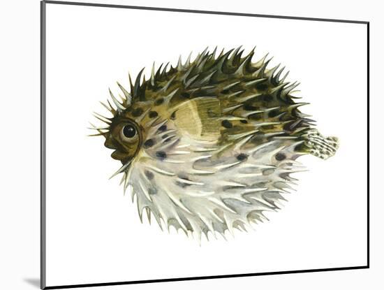 Porcupinefish (Diodon Holocanthus), Fishes-Encyclopaedia Britannica-Mounted Poster