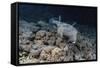 Porcupinefish (Diodon Hystrix) at Night on House Reef at Sebayur Island-Michael Nolan-Framed Stretched Canvas