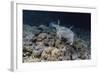 Porcupinefish (Diodon Hystrix) at Night on House Reef at Sebayur Island-Michael Nolan-Framed Photographic Print