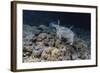 Porcupinefish (Diodon Hystrix) at Night on House Reef at Sebayur Island-Michael Nolan-Framed Photographic Print