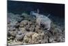 Porcupinefish (Diodon Hystrix) at Night on House Reef at Sebayur Island-Michael Nolan-Mounted Photographic Print